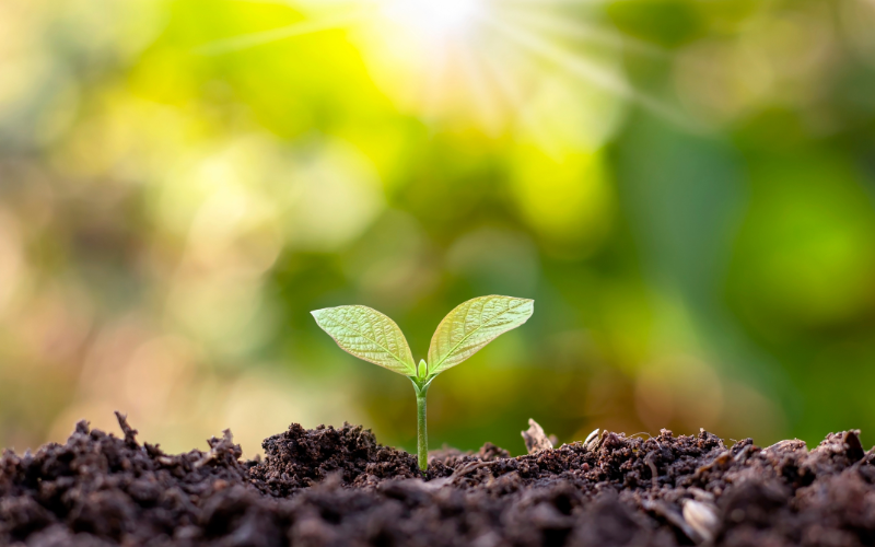 Harvesting Sustainability with green roofs