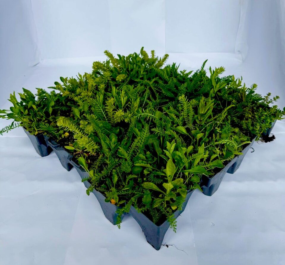 Wildflower Roof Box